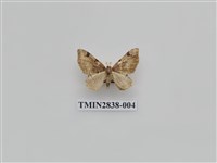 藏品(尺蛾539)的圖片